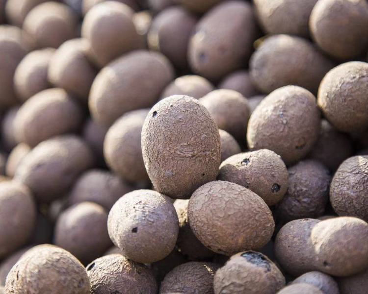 九江陶粒_回填陶粒廠家 九江陶粒_回填陶粒廠家